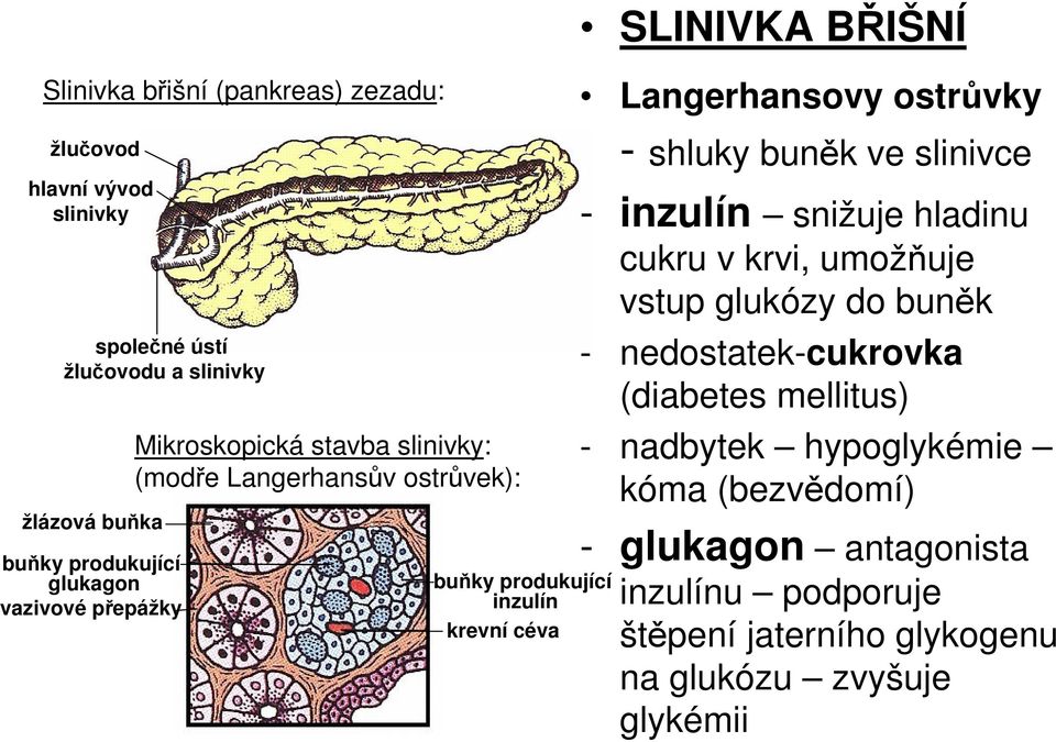 Langerhansovy ostrůvky - shluky buněk ve slinivce - inzulín snižuje hladinu cukru v krvi, umožňuje vstup glukózy do buněk - nedostatek-cukrovka