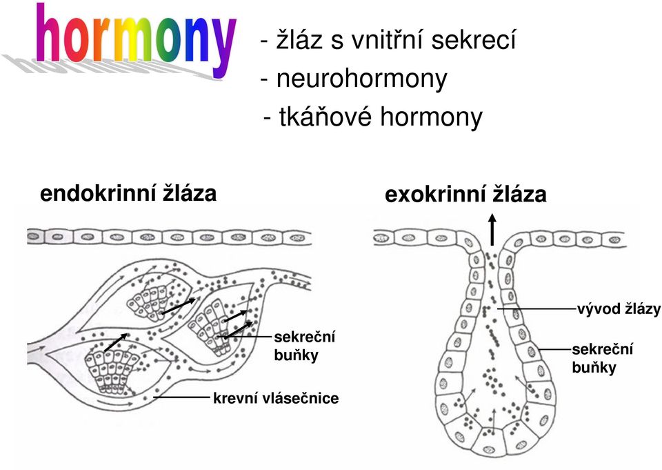 endokrinní žláza exokrinní žláza