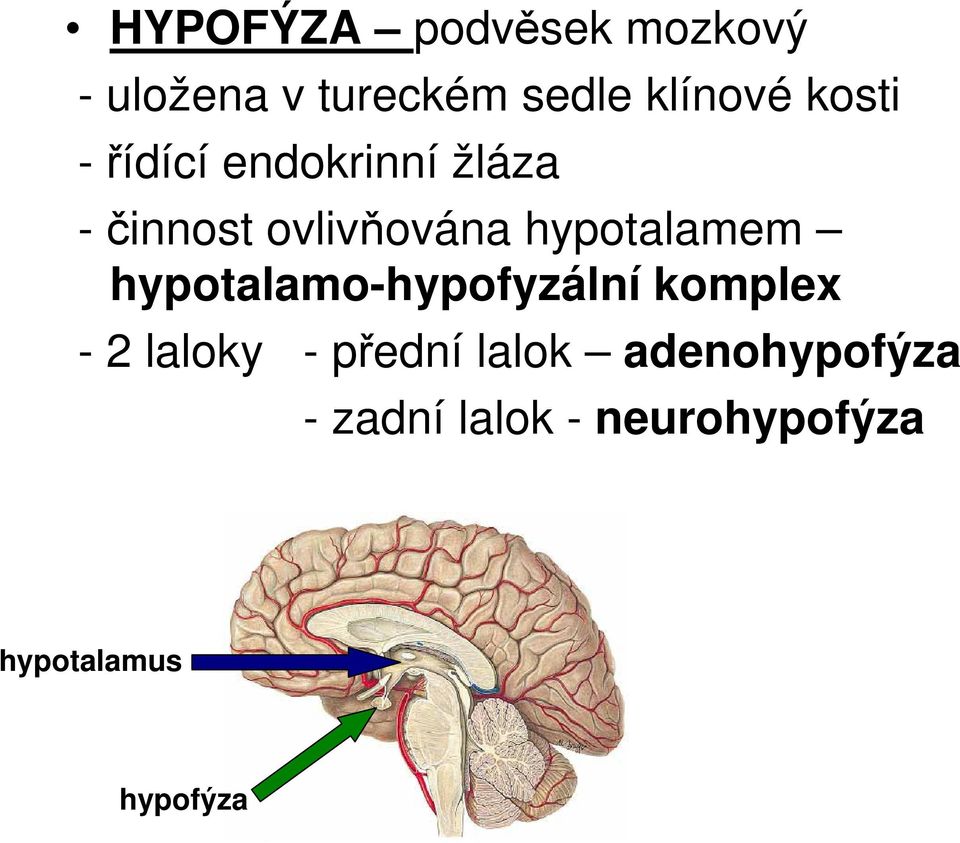 hypotalamem hypotalamo-hypofyzální komplex - 2 laloky -