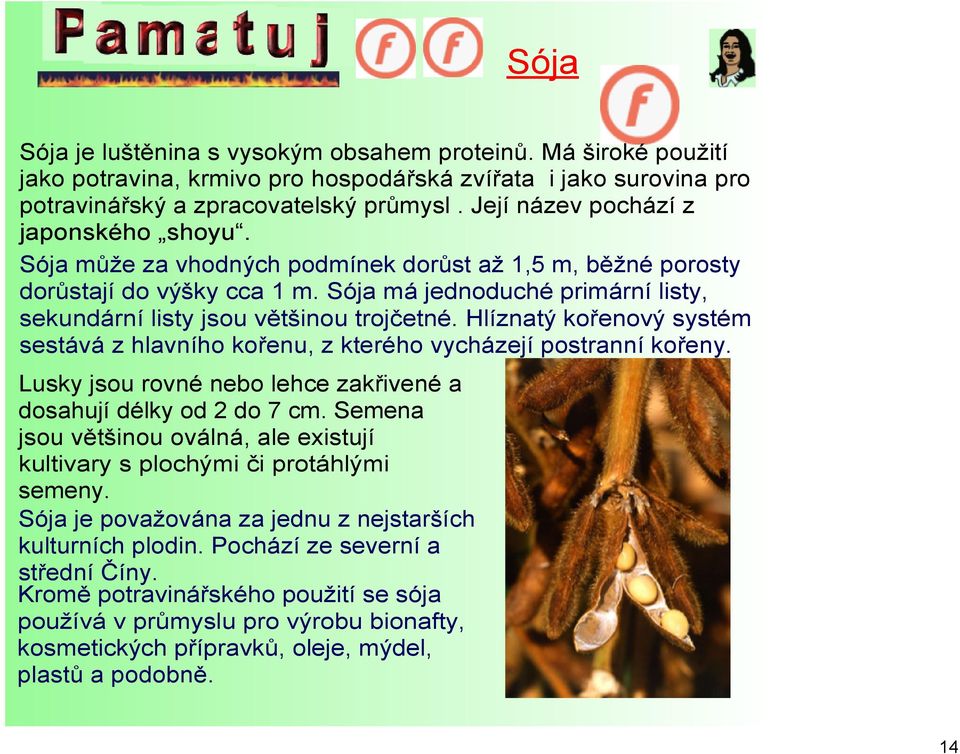 Sója má jednoduché primární listy, sekundární listy jsou většinou trojčetné. Hlíznatý kořenový systém sestává z hlavního kořenu, z kterého vycházejí postranní kořeny.