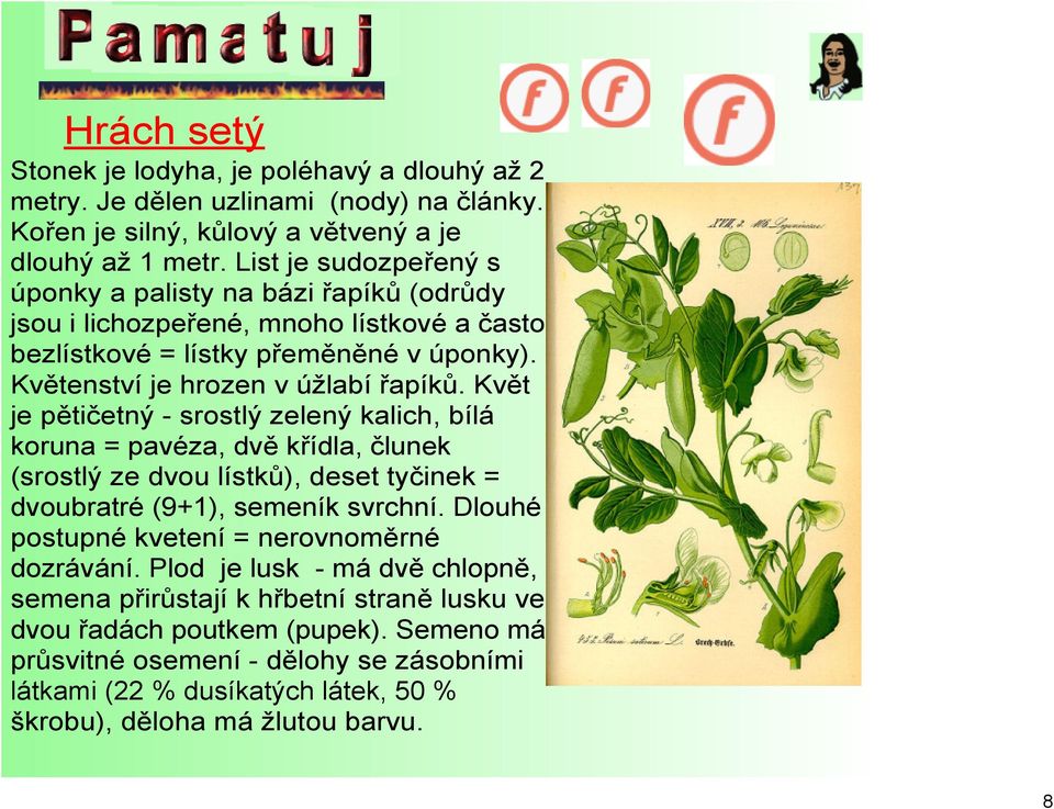 Květ je pětičetný srostlý zelený kalich, bílá koruna = pavéza, dvě křídla, člunek (srostlý ze dvou lístků), deset tyčinek = dvoubratré (9+1), semeník svrchní.