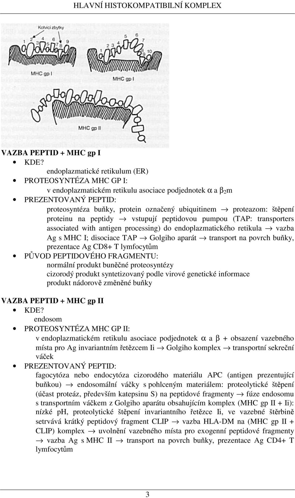 štpení proteinu na peptidy vstupují peptidovou pumpou (TAP: transporters associated with antigen processing) do endoplazmatického retikula vazba Ag s MHC I; disociace TAP Golgiho aparát transport na