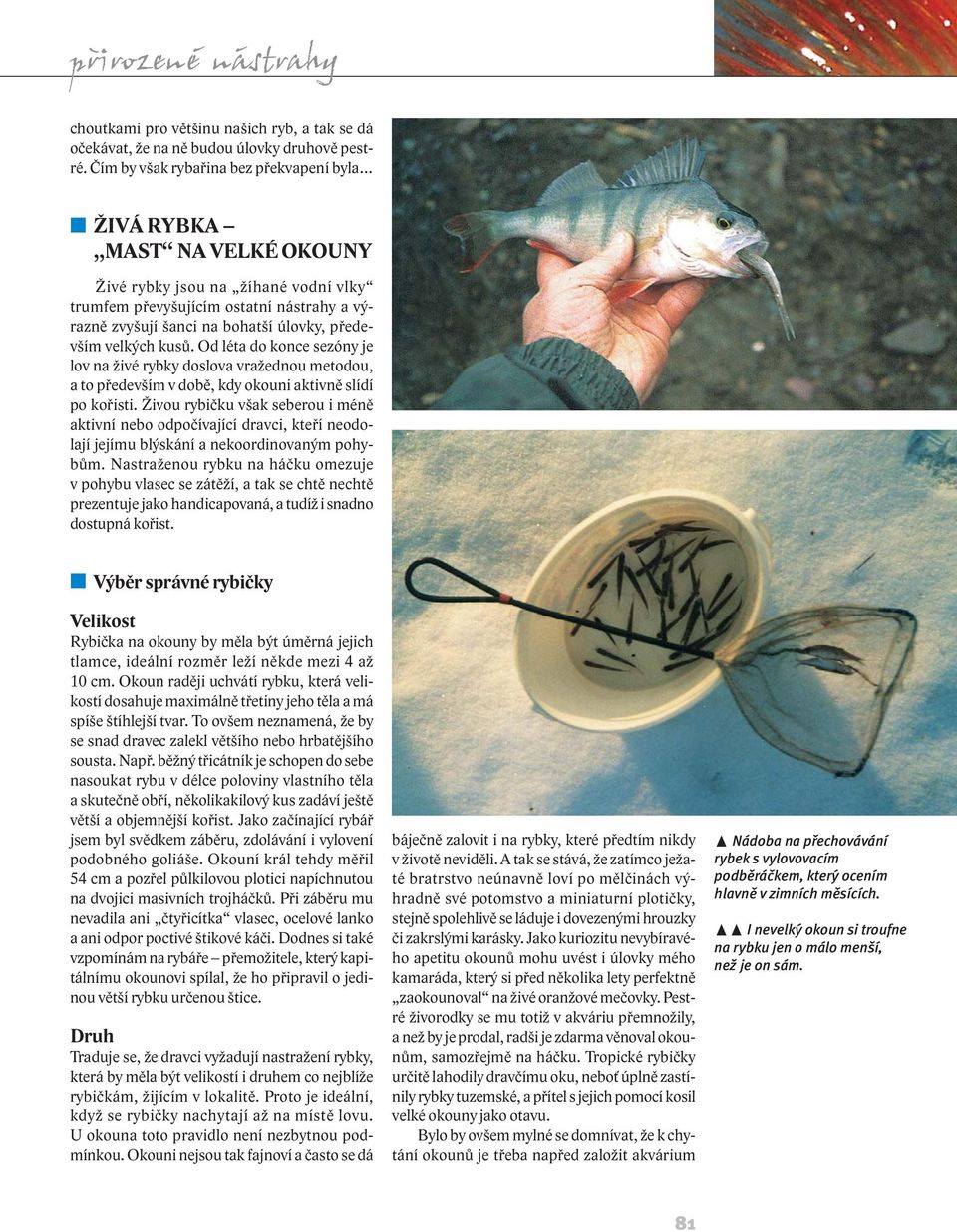 především velkých kusů. Od léta do konce sezóny je lov na živé rybky doslova vražednou metodou, a to především v době, kdy okouni aktivně slídí po kořisti.