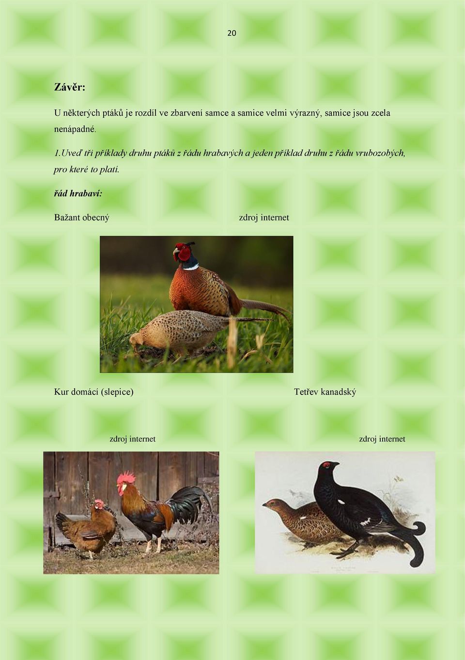 Uveď tři příklady druhu ptáků z řádu hrabavých a jeden příklad druhu z řádu