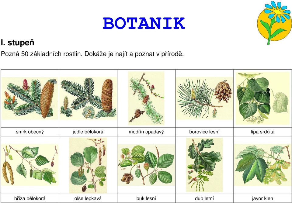 smrk obecný jedle bělokorá modřín opadavý borovice