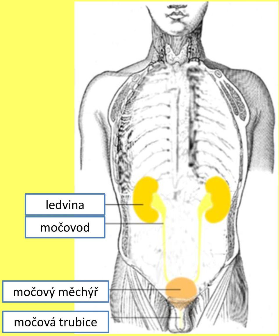 močový