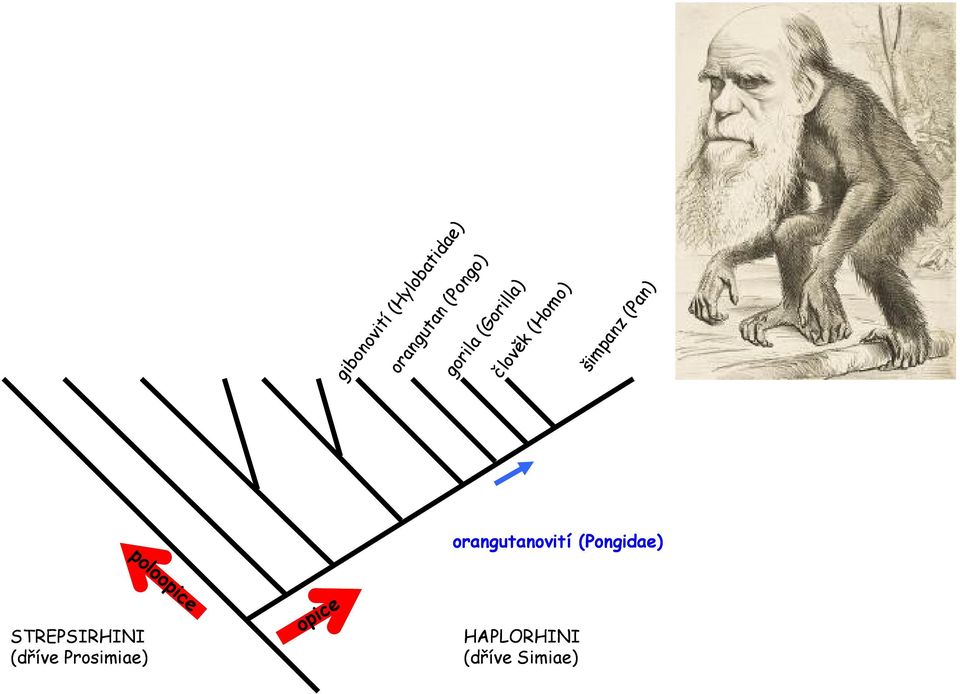 orangutanovití (Pongidae) STREPSIRHINI (dříve