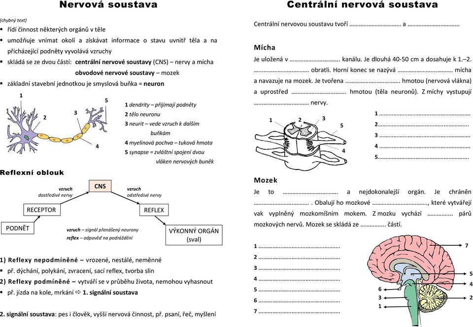 vzruch dostředivé nervy RECEPTOR 1 dendrity přijímají podněty 2 tělo neuronu 3 neurit vede vzruch k dalším buňkám 1) Reflexy nepodmíněné vrozené, nestálé, neměnné př.