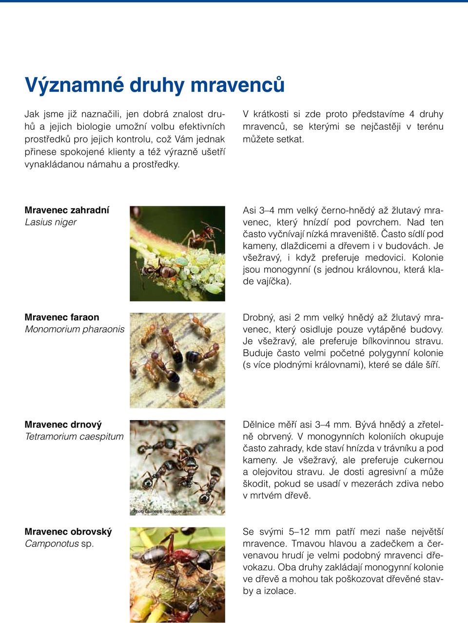 Mravenec zahradní Lasius niger Asi 3 4 mm velký černo-hnědý až žlutavý mravenec, který hnízdí pod povrchem. Nad ten často vyčnívají nízká mraveniště.