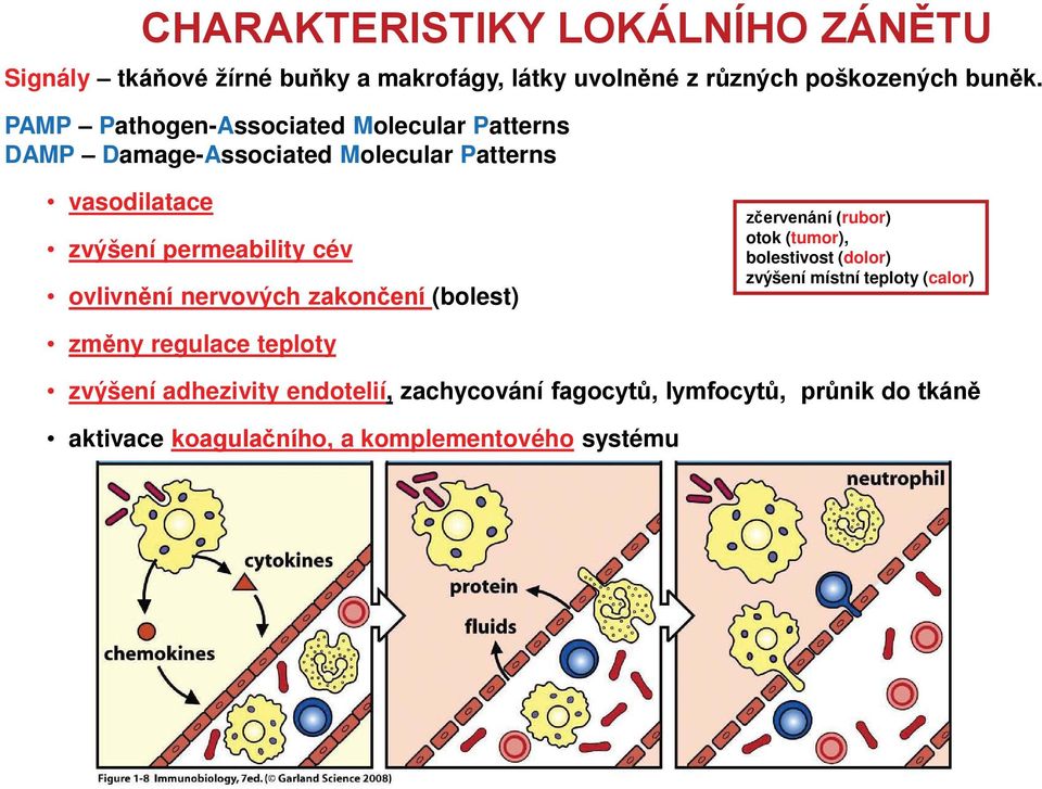 vasodilatace zvýšení permeability cév nervových (bolest) rubor) otok (tumor), bolestivost