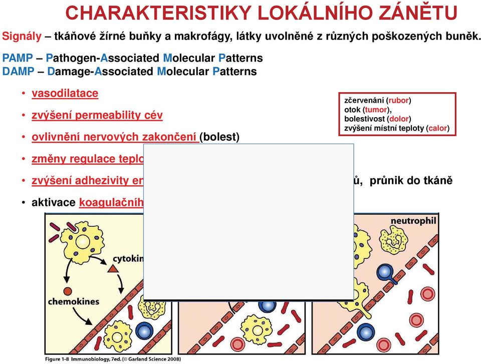 vasodilatace zvýšení permeability cév nervových (bolest) rubor) otok (tumor), bolestivost