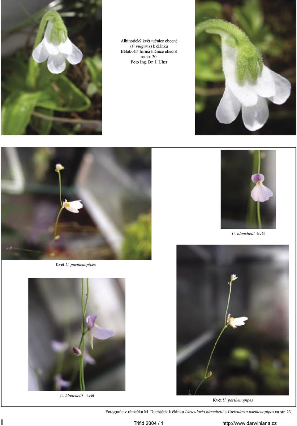 blanchetii -květ Květ U. parthenopipes U. blanchetii - květ Květ U.