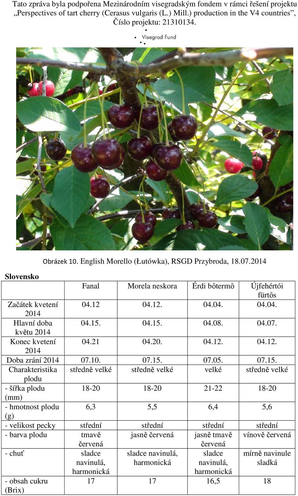 velké plodu - šířka plodu 18-20 18-20 21-22 18-20 (mm) - hmotnost plodu 6,3 5,5 6,4 5,6 (g) - velikost pecky střední střední střední střední - barva plodu tmavě jasně červená jasně