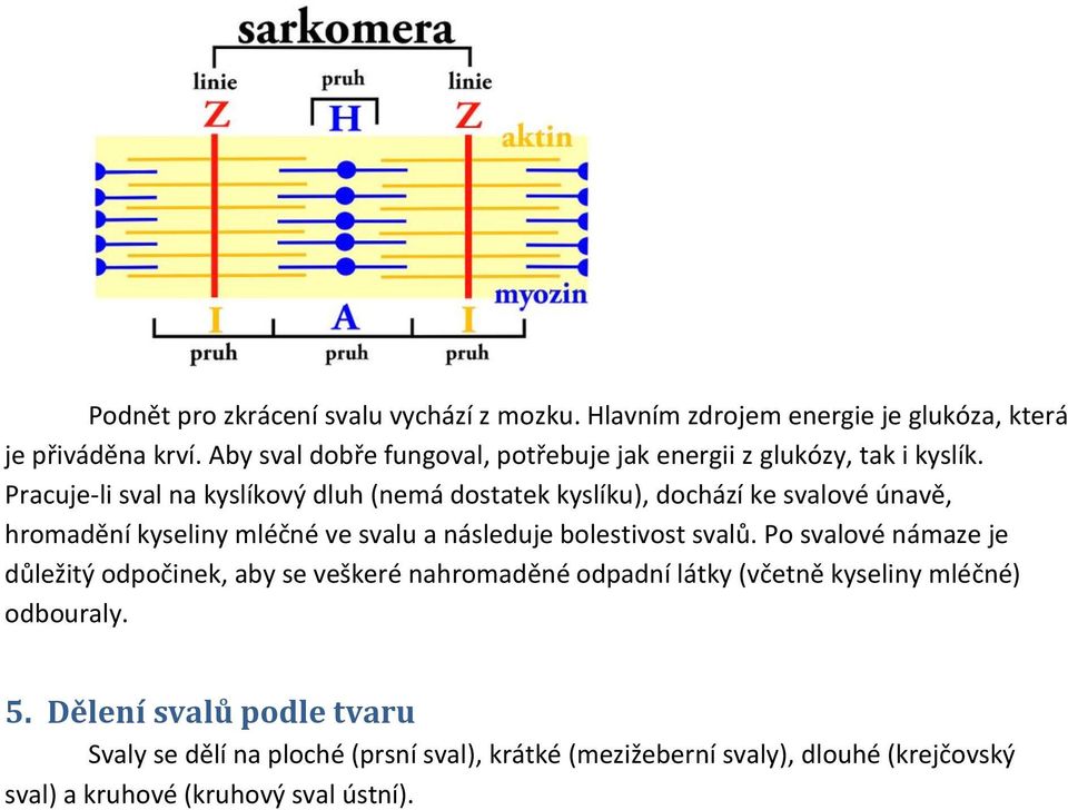 Pracuje-li sval na kyslíkový dluh (nemá dostatek kyslíku), dochází ke svalové únavě, hromadění kyseliny mléčné ve svalu a následuje bolestivost