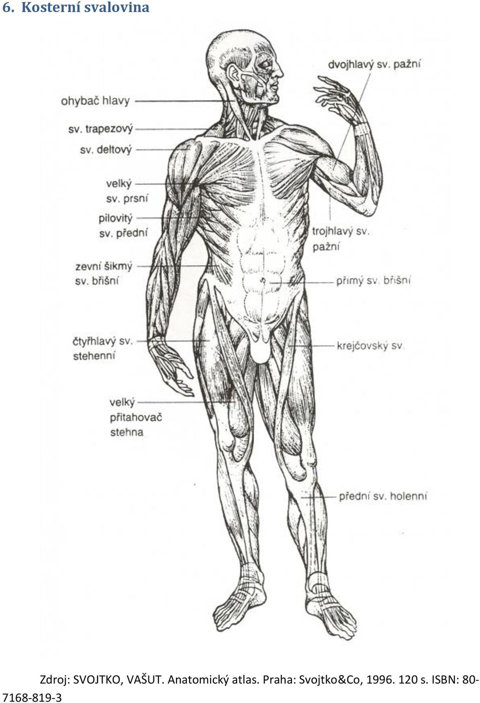 Anatomický atlas.