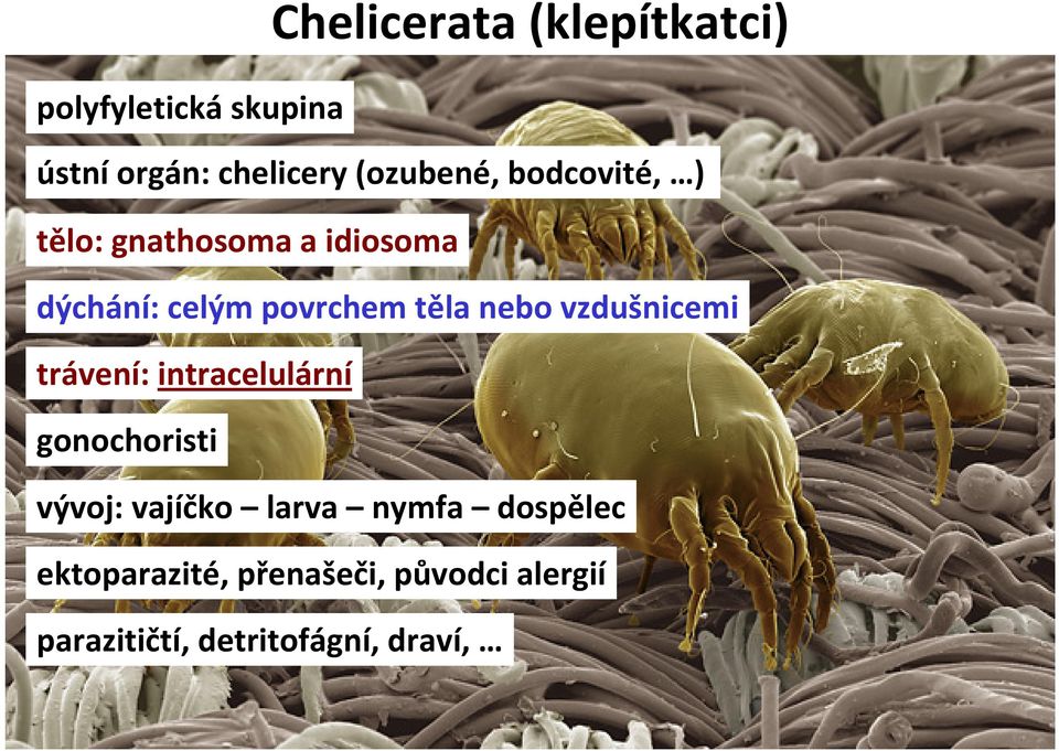 těla nebo vzdušnicemi trávení: intracelulární gonochoristi vývoj: vajíčko