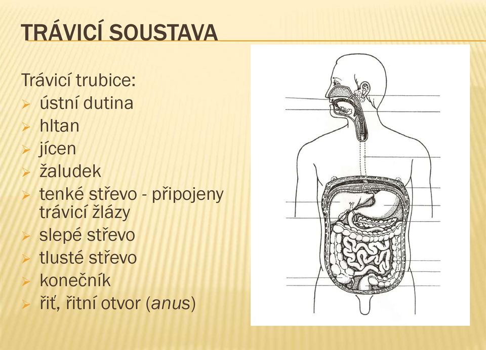 připojeny trávicí žlázy slepé střevo