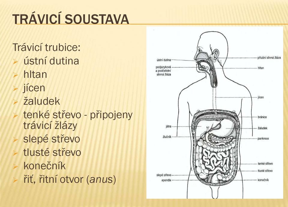 připojeny trávicí žlázy slepé střevo