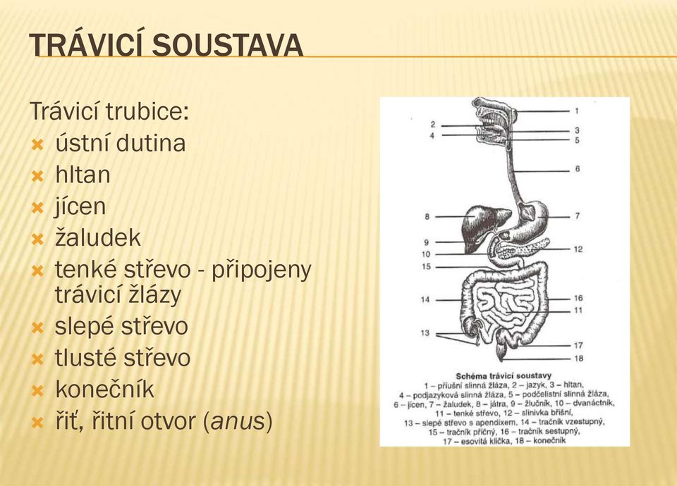 připojeny trávicí žlázy slepé střevo