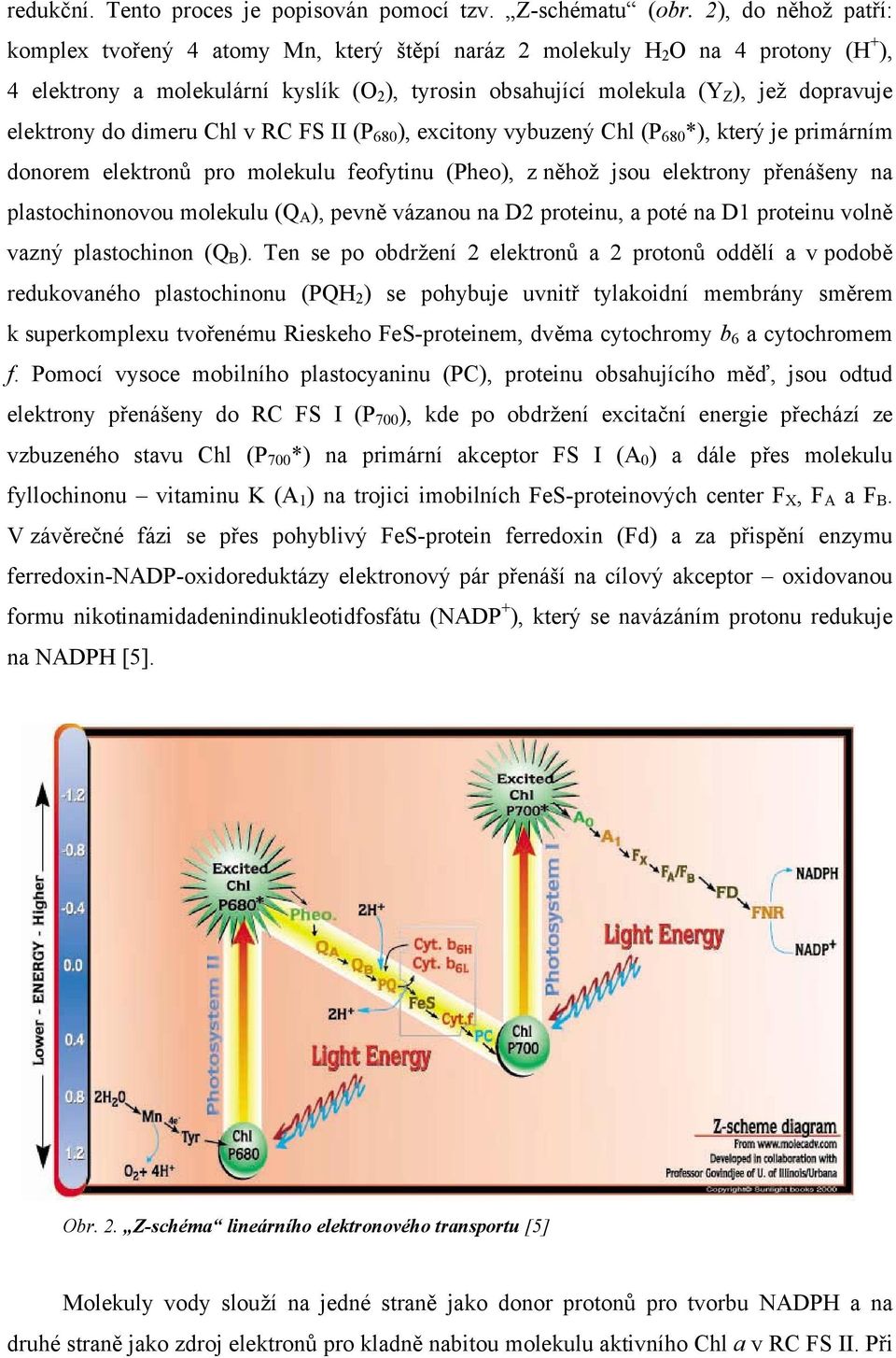 elektrony do dimeru Chl v RC FS II (P 680 ), excitony vybuzený Chl (P 680 *), který je primárním donorem elektronů pro molekulu feofytinu (Pheo), z něhož jsou elektrony přenášeny na plastochinonovou