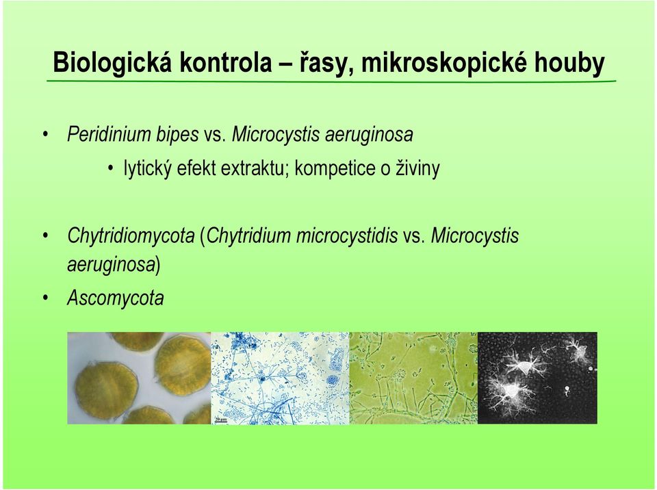 Microcystis aeruginosa lytický efekt extraktu;