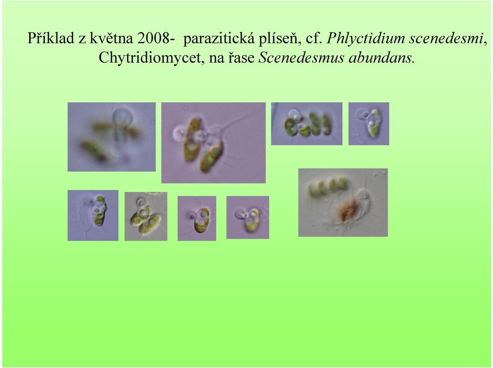 Phlyctidium scenedesmi,