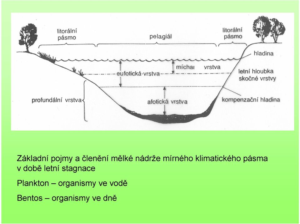 v době letní stagnace Plankton