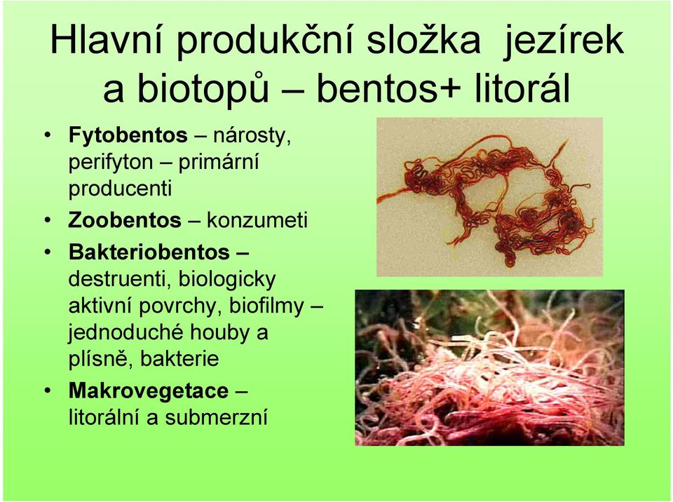 konzumeti Bakteriobentos destruenti, biologicky aktivní povrchy,