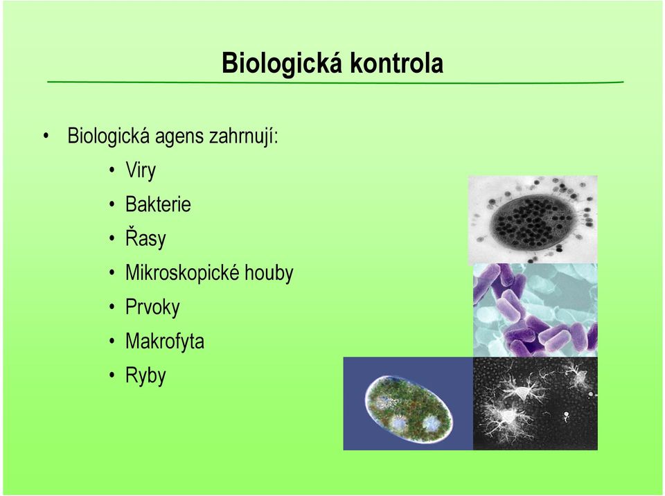 Viry Bakterie Řasy