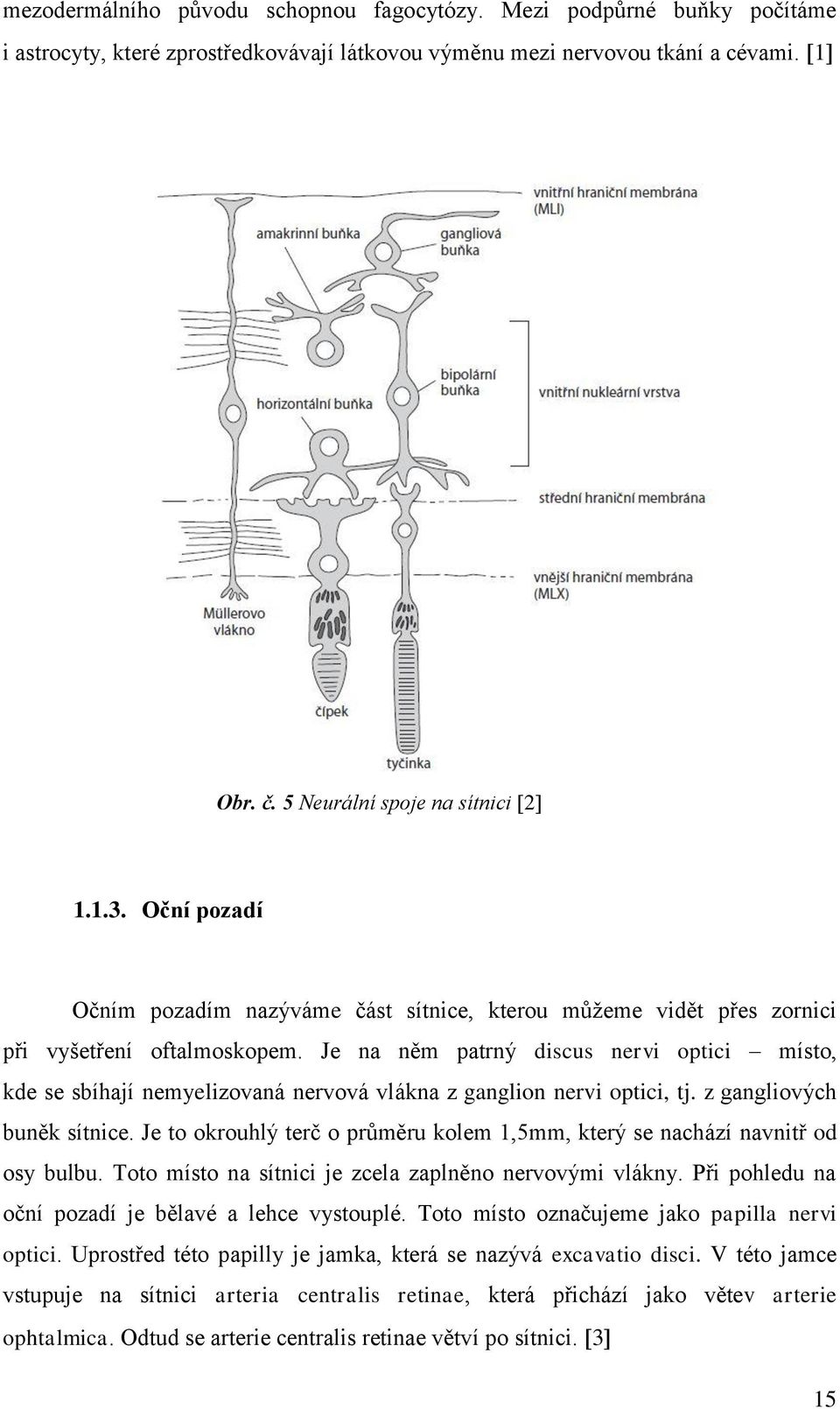 Je na něm patrný discus nervi optici místo, kde se sbíhají nemyelizovaná nervová vlákna z ganglion nervi optici, tj. z gangliových buněk sítnice.