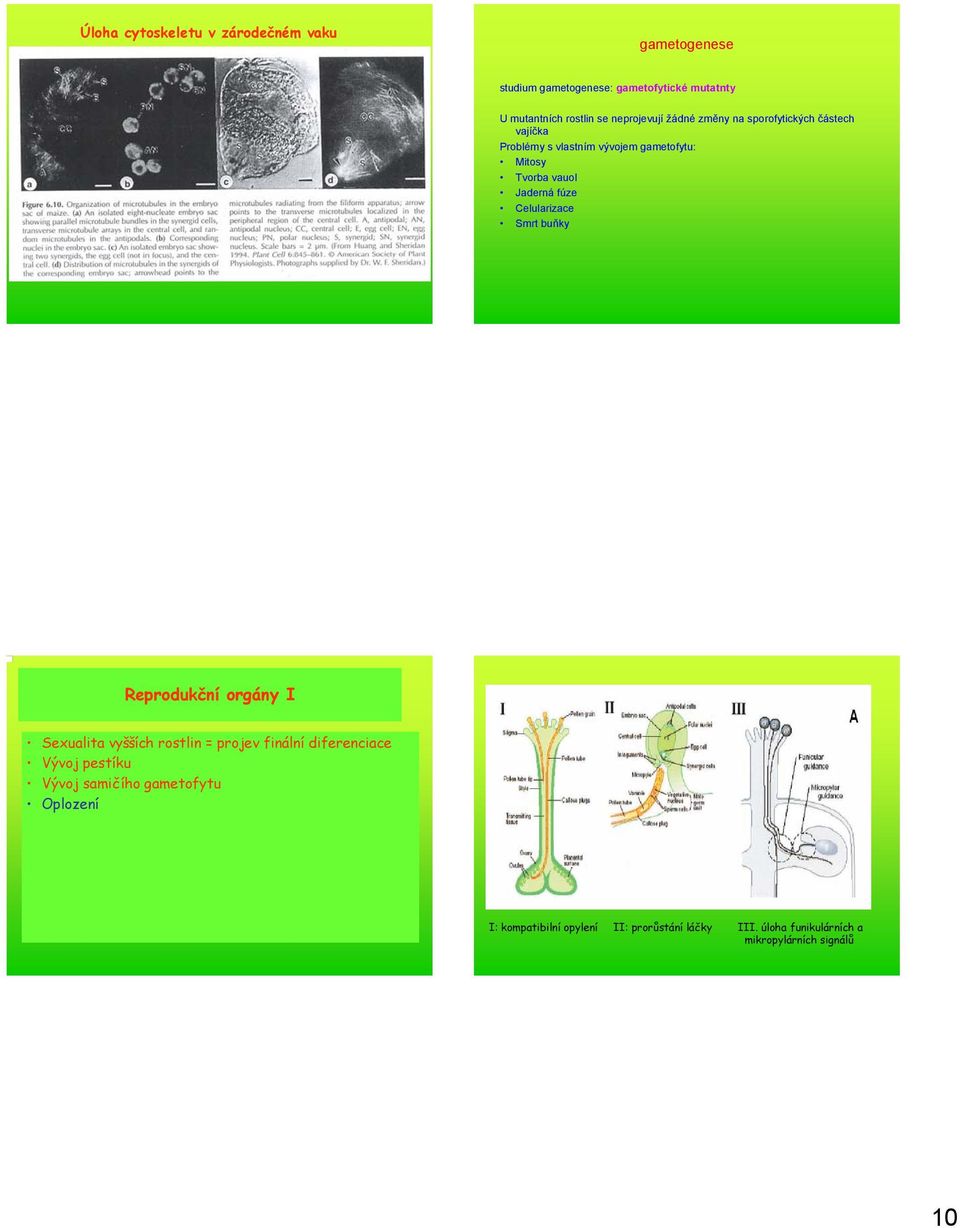 Jaderná fúze Celularizace Smrt buňky Reprodukční orgány I Sexualita vyšších rostlin = projev finální diferenciace Vývoj