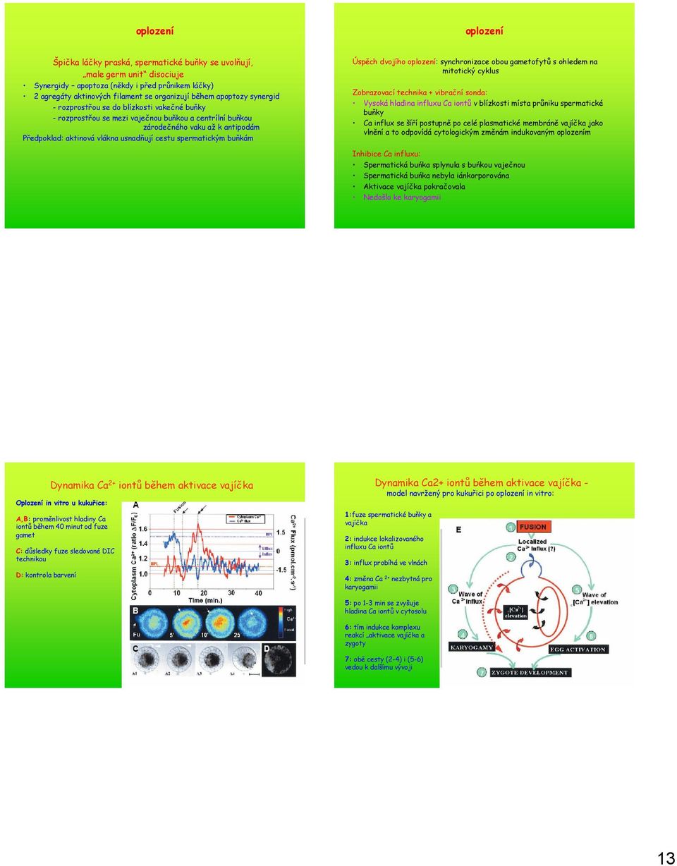 spermatickým buňkám Úspěch dvojího oplození: synchronizace obou gametofytů s ohledem na mitotický cyklus Zobrazovací technika + vibrační sonda: Vysoká hladina influxu Ca iontů v blízkosti místa