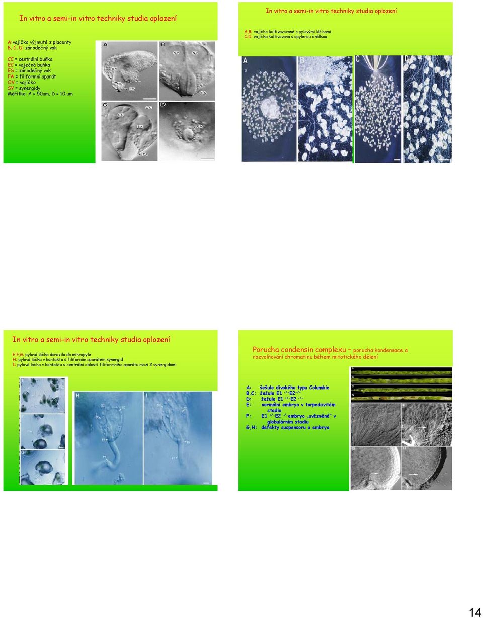 semi-in vitro techniky studia oplození E,F,G: pylová láčka dorazila do mikropyle H: pylová láčka v kontaktu s filiforním aparátem synergid I: pylová láčka v kontaktu s centrální oblastí filiformního