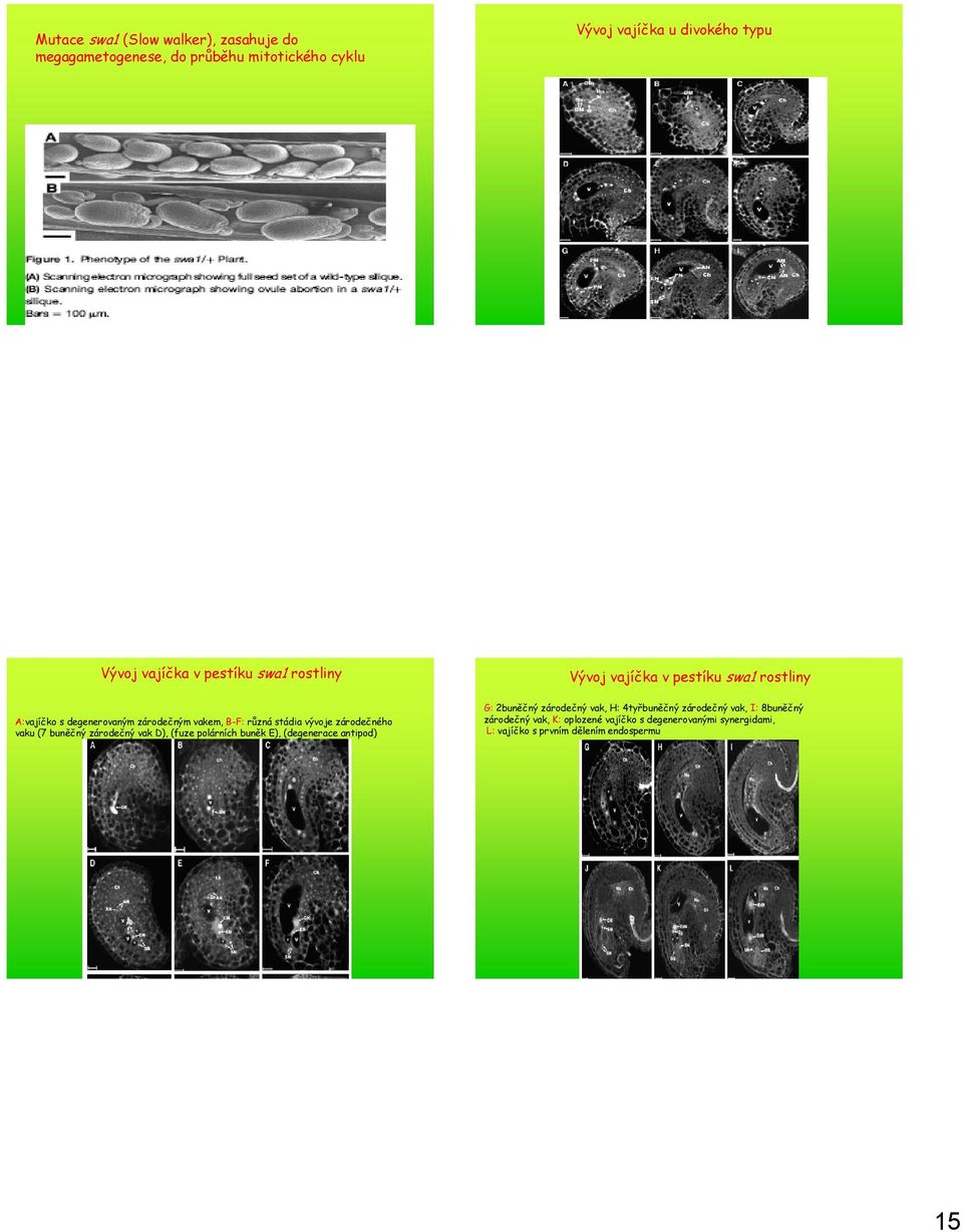 D), (fuze polárních buněk E), (degenerace antipod) Vývoj vajíčka v pestíku swa1 rostliny G: 2buněčný zárodečný vak, H: 4tyřbuněčný