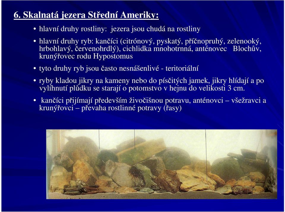 často nesnášenlivé - teritoriální ryby kladou jikry na kameny nebo do písčitých jamek, jikry hlídají a po vylíhnutí plůdku se starají o