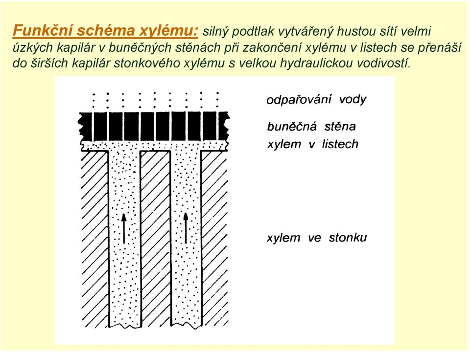 při zakončení xylému v listech se přenáší do širších