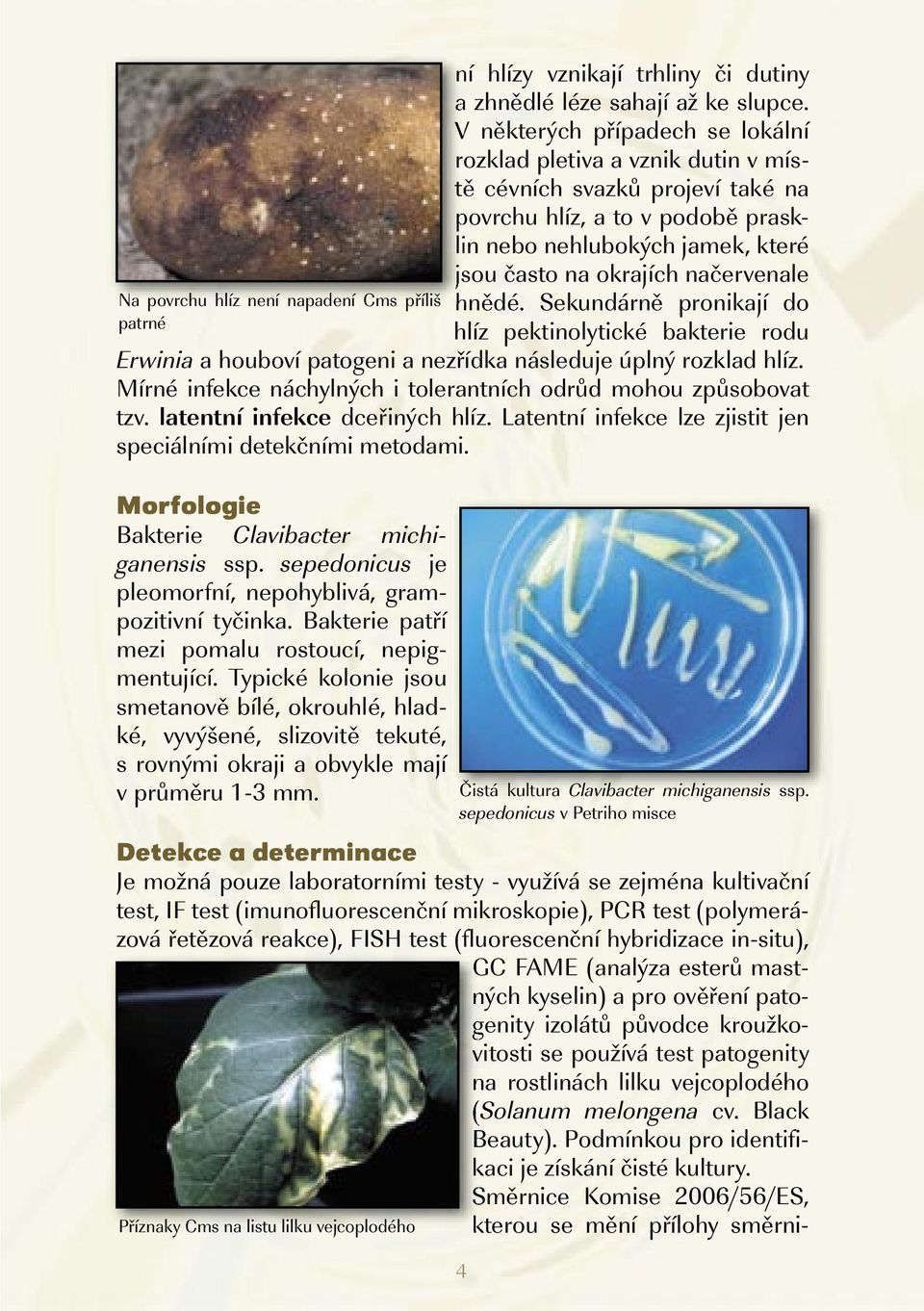 načervenale Na povrchu hlíz není napadení Cms příliš hnědé. Sekundárně pronikají do patrné hlíz pektinolytické bakterie rodu Erwinia a houboví patogeni a nezřídka následuje úplný rozklad hlíz.