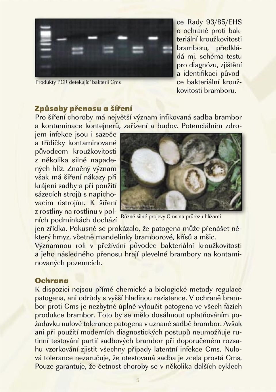 Způsoby přenosu a šíření Pro šíření choroby má největší význam infikovaná sadba brambor a kontaminace kontejnerů, zařízení a budov.
