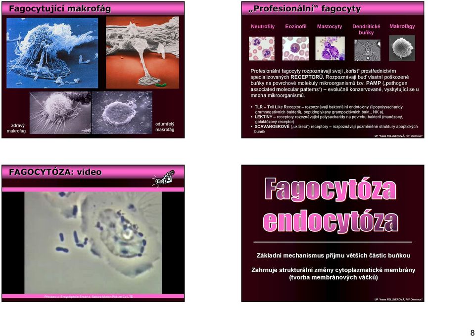 PAMP ( pathogen associated molecular patterns ) evolučně konzervované, vyskytující se u mnoha mikroorganismů.