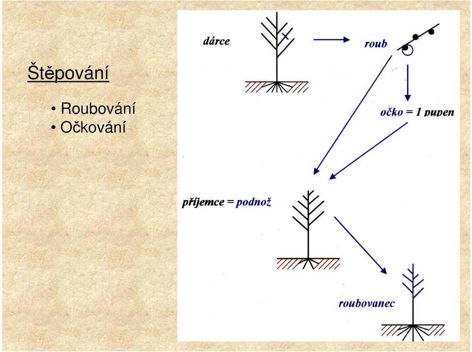 Očkování