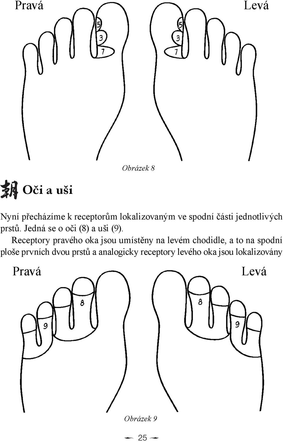 Receptory pravého oka jsou umístěny na levém chodidle, a to na spodní