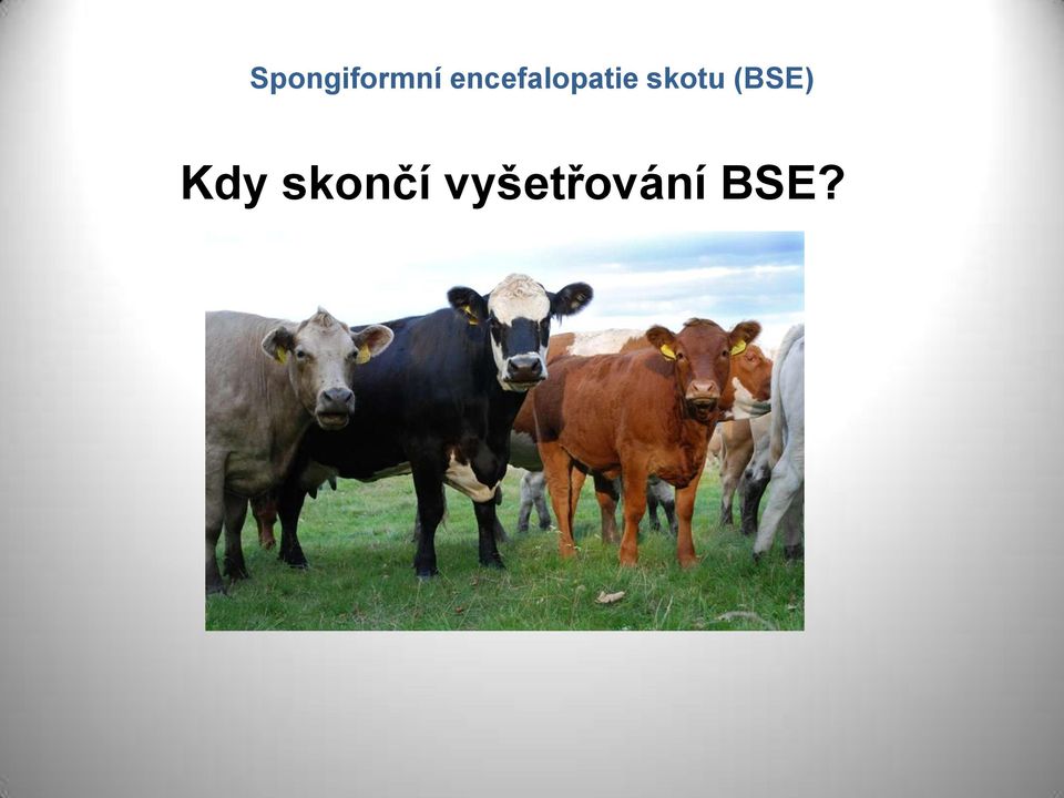 skotu (BSE) Kdy