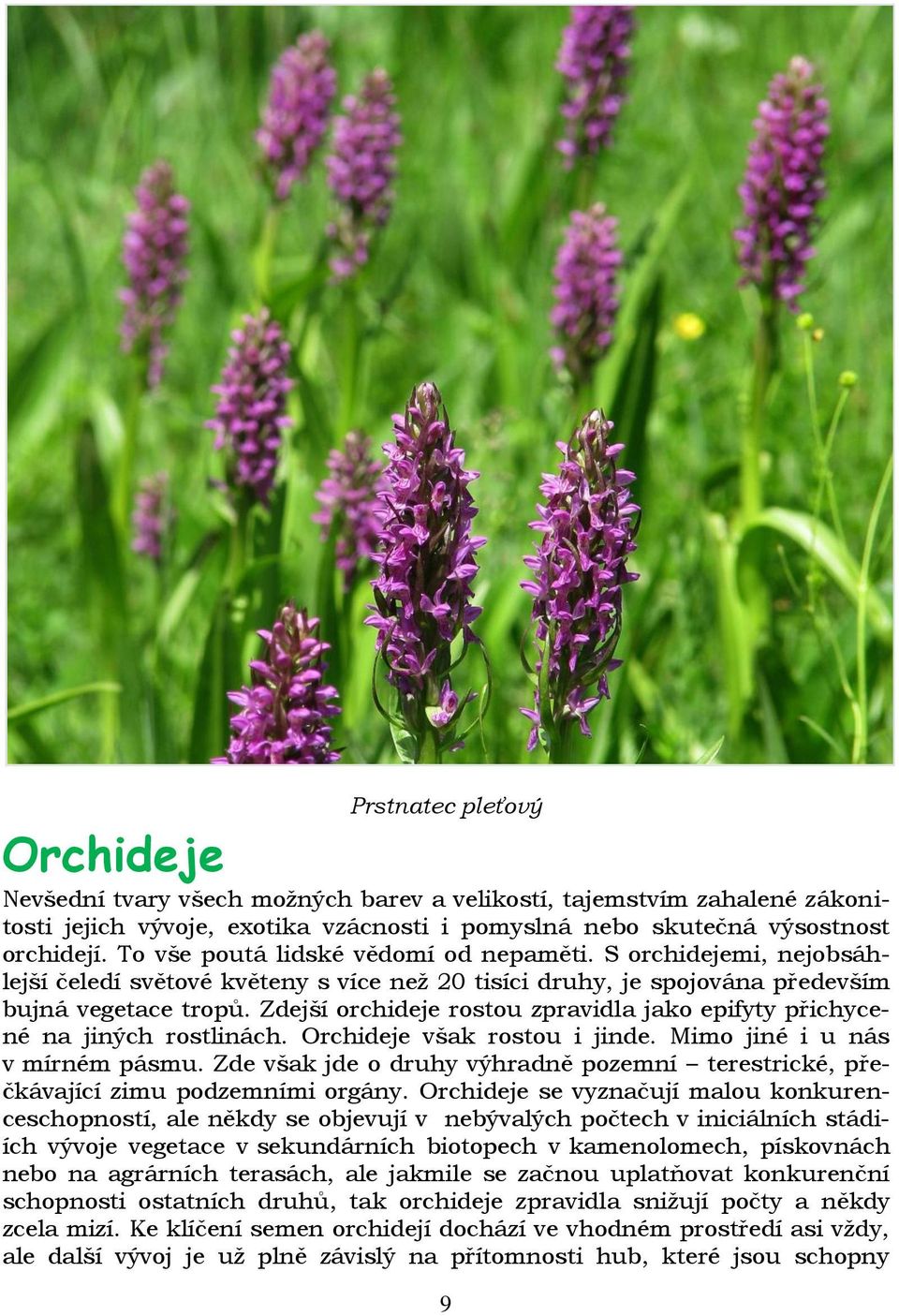 Zdejší orchideje rostou zpravidla jako epifyty přichycené na jiných rostlinách. Orchideje však rostou i jinde. Mimo jiné i u nás v mírném pásmu.