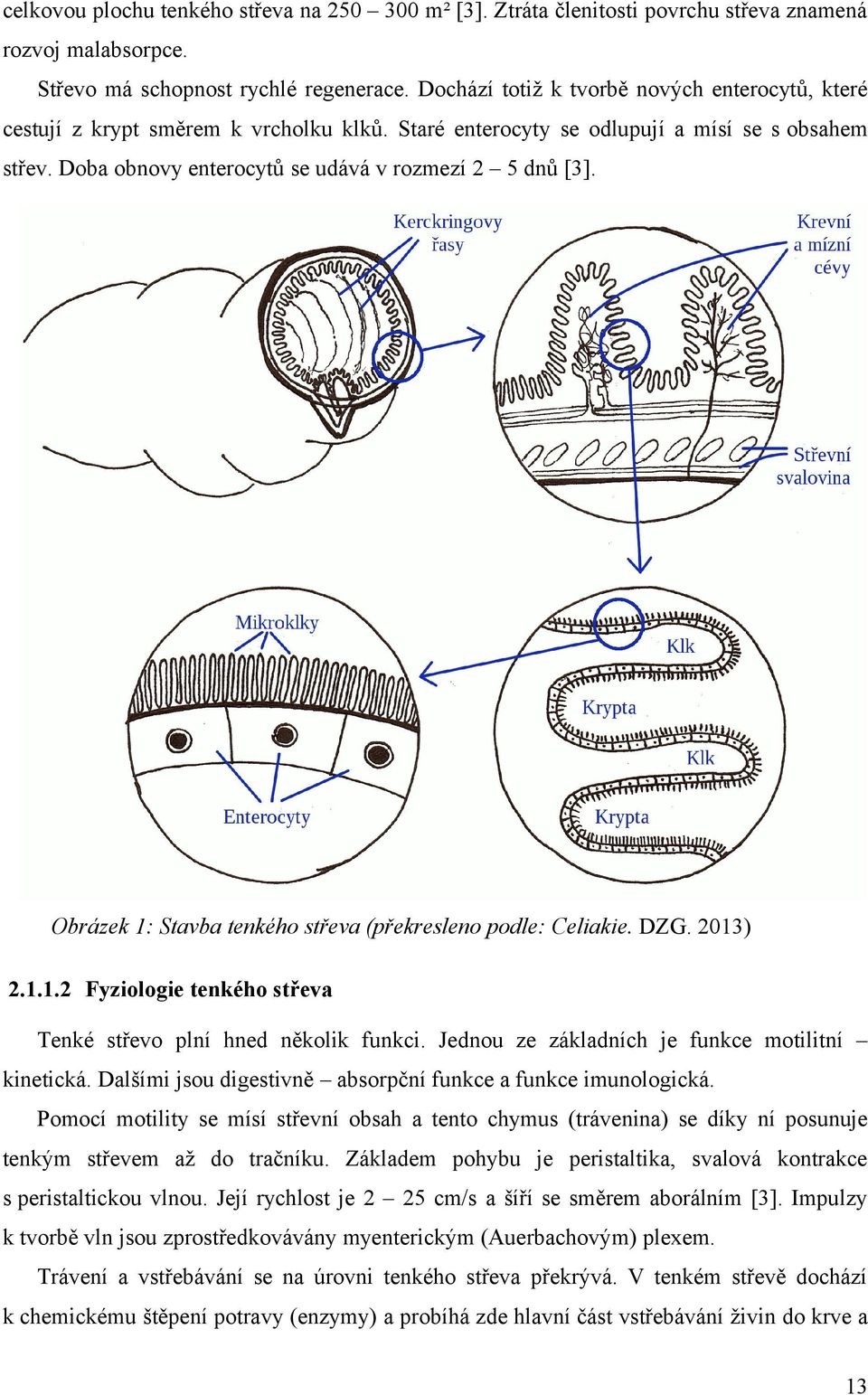 Obrázek 1: Stavba tenkého střeva (překresleno podle: Celiakie. DZG. 2013) 2.1.1.2 Fyziologie tenkého střeva Tenké střevo plní hned několik funkci. Jednou ze základních je funkce motilitní kinetická.
