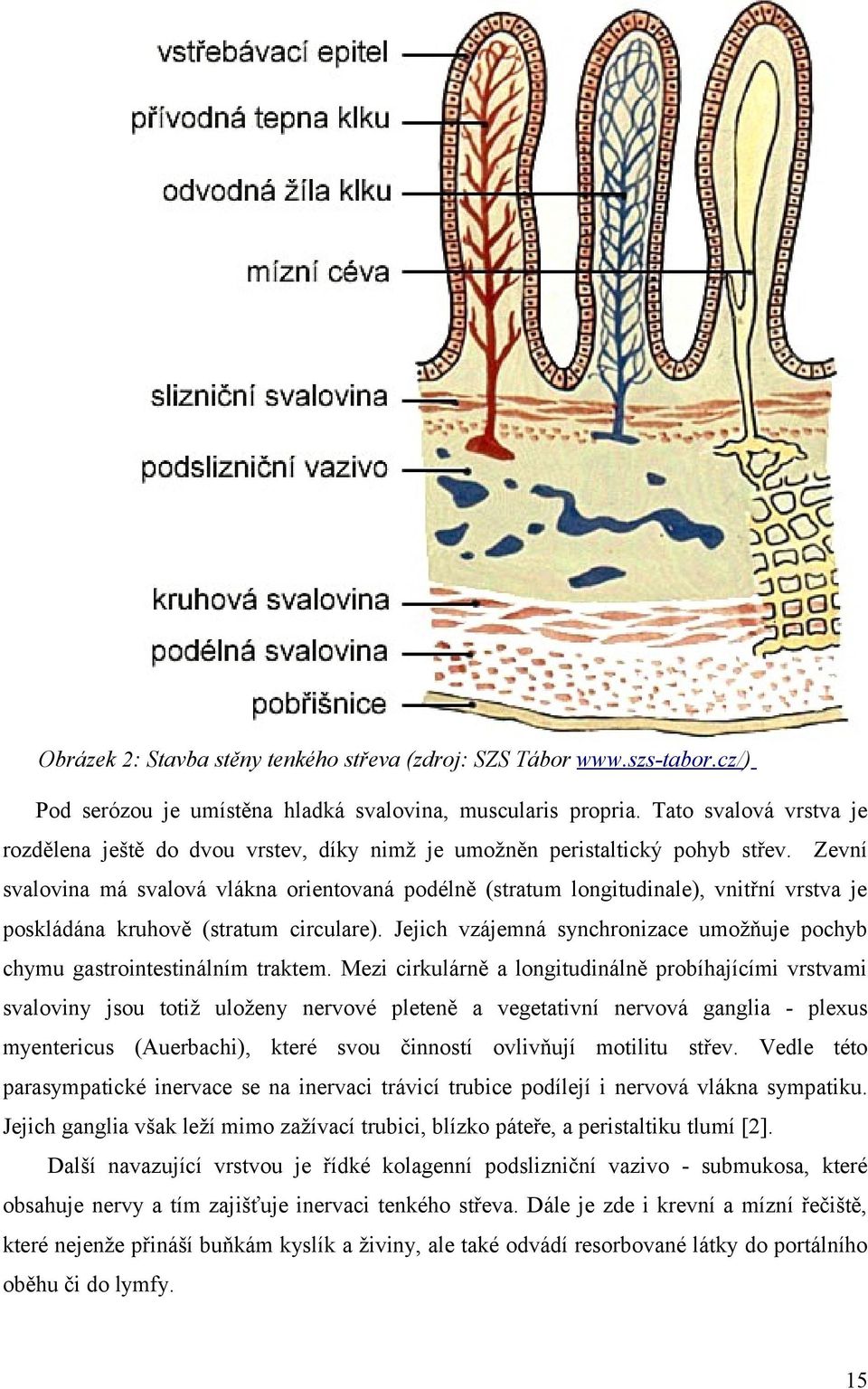 Zevní svalovina má svalová vlákna orientovaná podélně (stratum longitudinale), vnitřní vrstva je poskládána kruhově (stratum circulare).