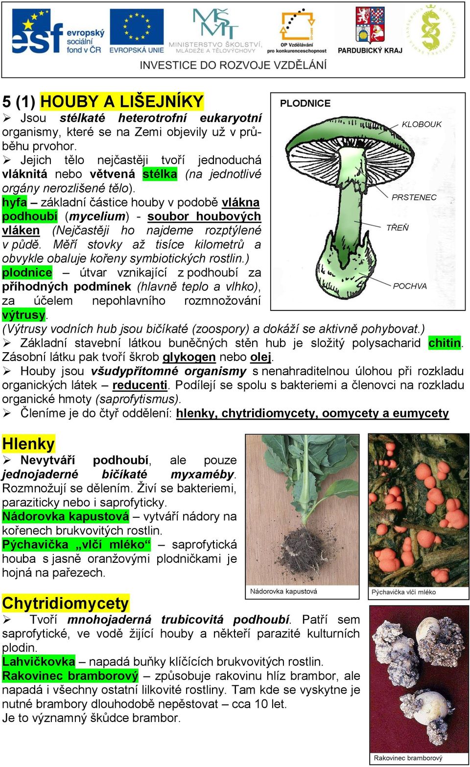 hyfa základní částice houby v podobě vlákna podhoubí (mycelium) - soubor houbových vláken (Nejčastěji ho najdeme rozptýlené v půdě.