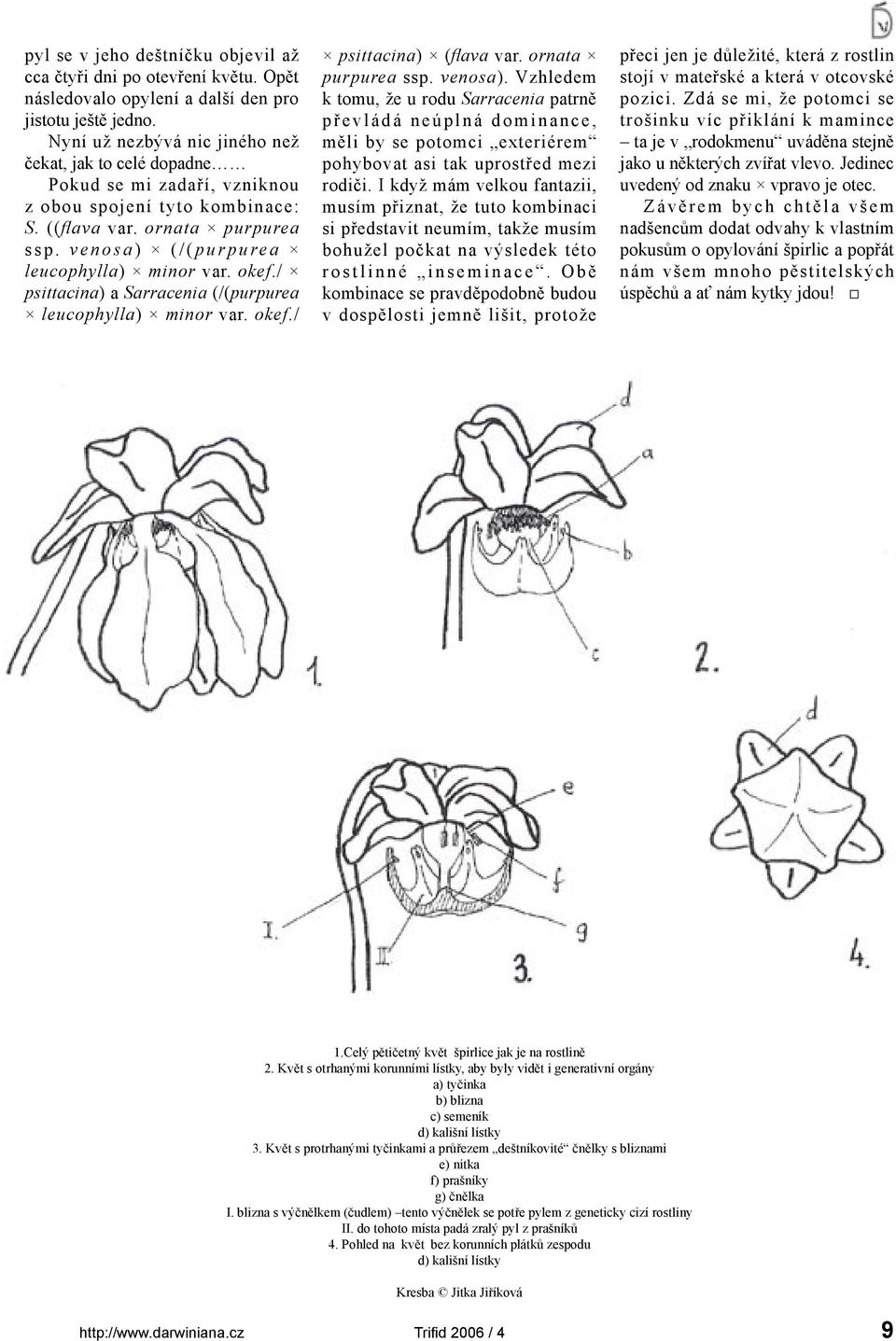 v e n o s a ) ( / ( p u r p u re a leucophylla) minor var. okef./ psittacina) a Sarracenia (/(purpurea leucophylla) minor var. okef./ psittacina) (flava var. ornata purpurea ssp. venosa).