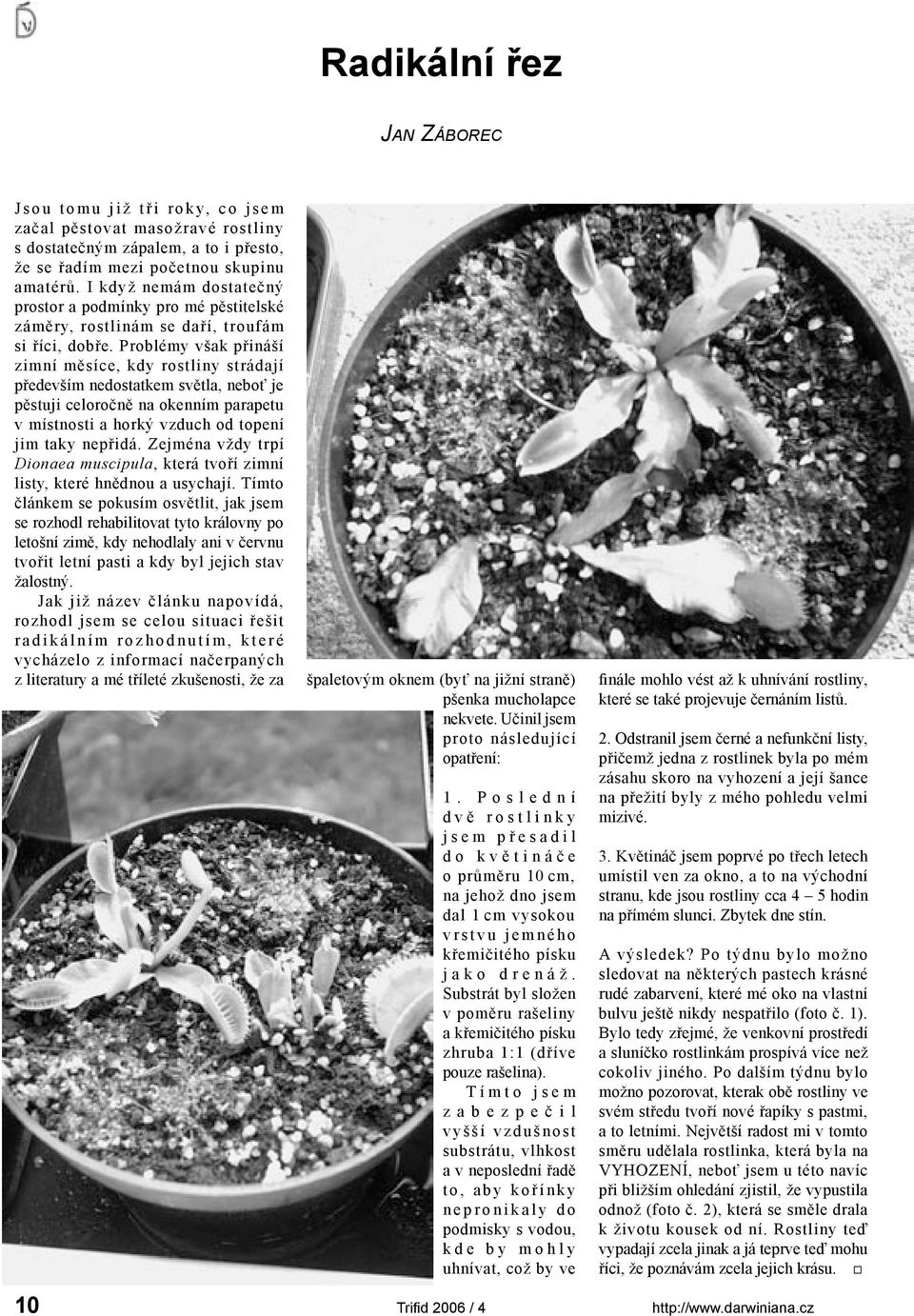 Problémy však přináší zimní měsíce, kdy rostliny strádají především nedostatkem světla, neboť je pěstuji celoročně na okenním parapetu v místnosti a horký vzduch od topení jim taky nepřidá.