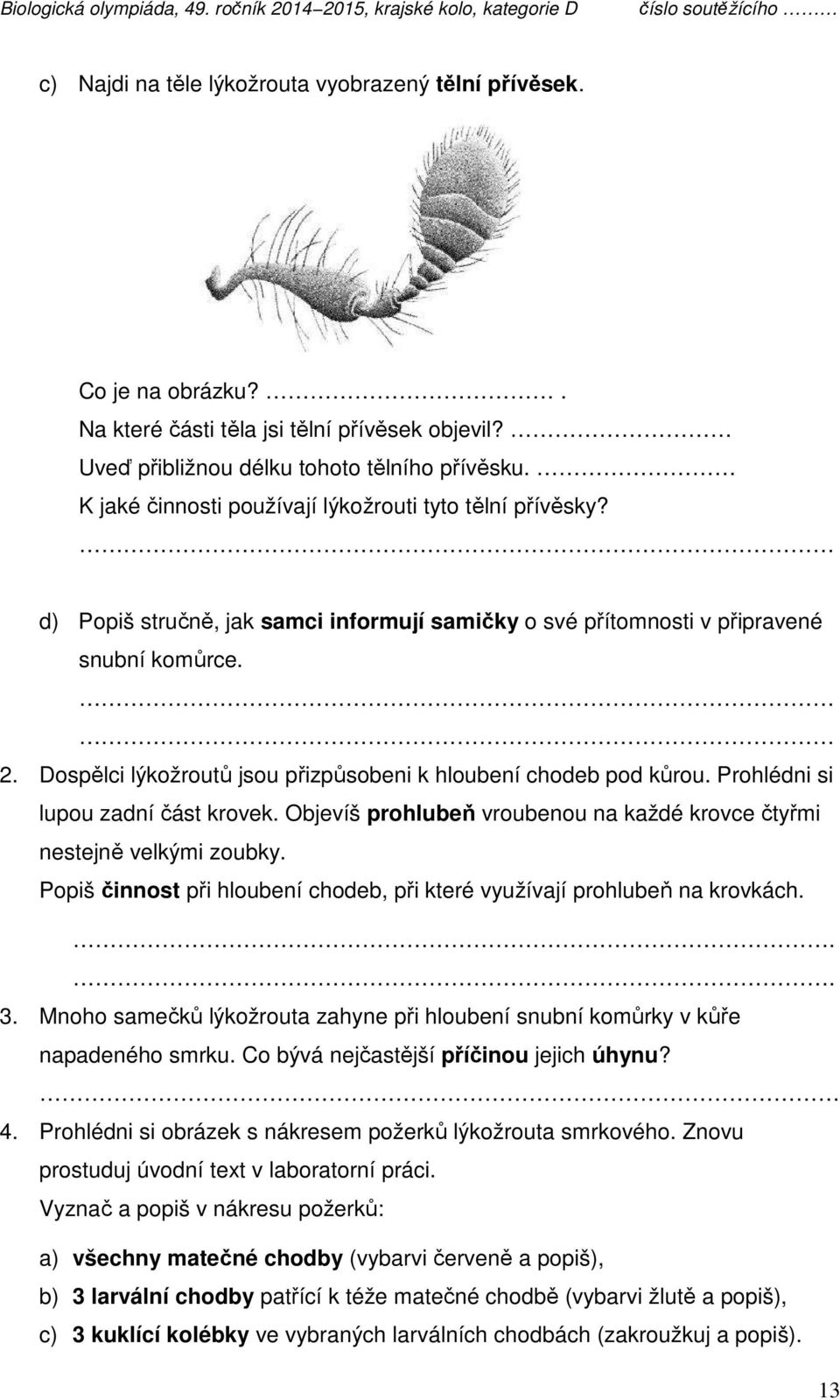 Dospělci lýkožroutů jsou přizpůsobeni k hloubení chodeb pod kůrou. Prohlédni si lupou zadní část krovek. Objevíš prohlubeň vroubenou na každé krovce čtyřmi nestejně velkými zoubky.