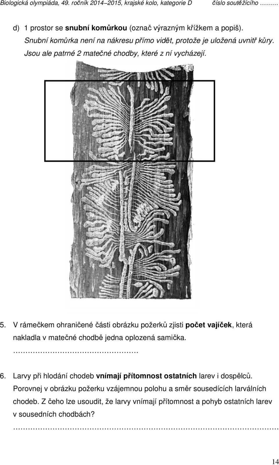 V rámečkem ohraničené čené části obrázku požerků zjisti počet et vajíček, vajíč která nakladla v matečné né chodbě chodb jedna oplozená samička. dosp 6.